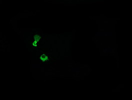 Anti-HCFC2 mouse monoclonal antibody immunofluorescent staining of COS7 cells transiently transfected by pCMV6-ENTRY HCFC2.