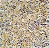 HCK Antibody immunohistochemistry of formalin-fixed and paraffin-embedded human spleen tissue followed by peroxidase-conjugated secondary antibody and DAB staining.