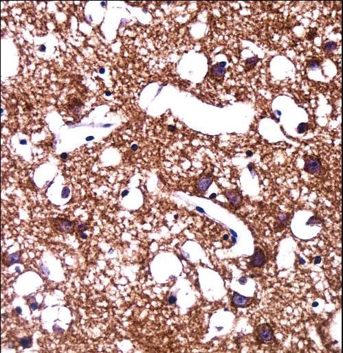 HCN1 Antibody immunohistochemistry of formalin-fixed and paraffin-embedded human brain tissue followed by peroxidase-conjugated secondary antibody and DAB staining.