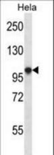 HCN1 Antibody western blot of HeLa cell line lysates (35 ug/lane). The HCN1 antibody detected the HCN1 protein (arrow).