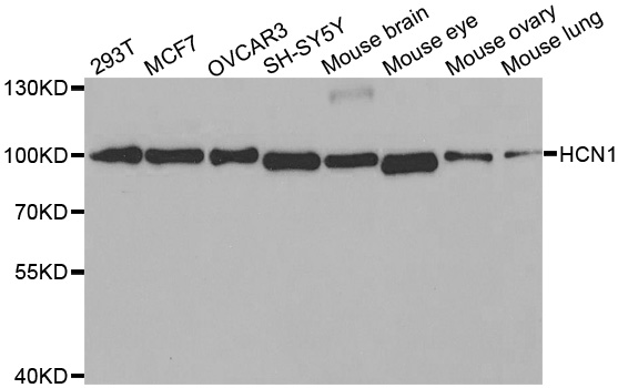 Western blot analysis of extracts of various cell lines, using HCN1 antibody.
