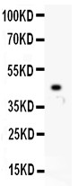 HCN1 antibody Western blot. All lanes: Anti HCN1 at 0.5 ug/ml. WB: Recombinant Human HCN1 Protein 0.5ng. Predicted band size: 45 kD. Observed band size: 45 kD.
