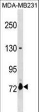 ASNSD1 Antibody western blot of MDA-MB231 cell line lysates (35 ug/lane). The ASNSD1 antibody detected the ASNSD1 protein (arrow).