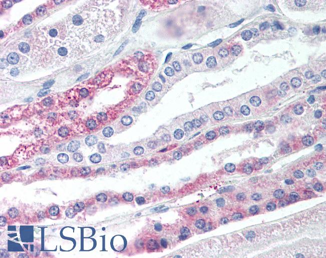 Anti-TGR5 antibody LS-A1933 IHC of human kidney. Immunohistochemistry of formalin-fixed, paraffin-embedded tissue after heat-induced antigen retrieval.