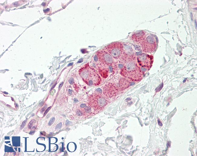 Anti-GPBAR1 / TGR5 antibody IHC staining of human small intestine, submucosal plexus. Immunohistochemistry of formalin-fixed, paraffin-embedded tissue after heat-induced antigen retrieval.