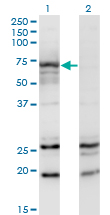 Western Blot analysis of MGAT3 expression in transfected 293T cell line by MGAT3 monoclonal antibody (M01), clone 2G4.Lane 1: MGAT3 transfected lysate (Predicted MW: 61.3 KDa).Lane 2: Non-transfected lysate.