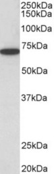 HDAC1 antibody (0.5 ug/ml) staining of HeLa lysate (35 ug protein in RIPA buffer). Primary incubation was 1 hour. Detected by chemiluminescence.
