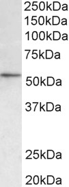 HDAC1 antibody (0.3 ug/ml) staining of NIH3T3 lysate (35 ug protein in RIPA buffer). Primary incubation was 1 hour. Detected by chemiluminescence.