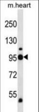 PYGB Antibody western blot of mouse heart tissue lysates (35 ug/lane). The PYGB antibody detected the PYGB protein (arrow).
