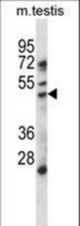 HDAC11 Antibody western blot of mouse testis tissue lysates (35 ug/lane). The HDAC11 antibody detected the HDAC11 protein (arrow).