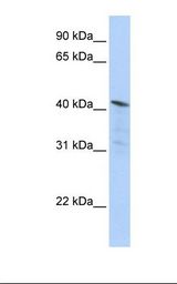 HepG2 cell lysate. Antibody concentration: 1.0 ug/ml. Gel concentration: 12%.