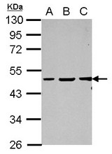 Sample (30 ug of whole cell lysate) A: Jurkat B: K562 C: HL-60 10% SDS PAGE GPBP1 antibody diluted at 1:2000