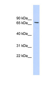 HDAC2 antibody LS-C115964 Western blot of 293T cell lysate.