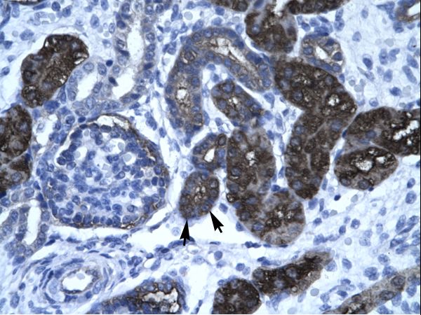 IHC of human kidney.