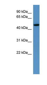 HDAC3 antibody LS-C134887 Western blot of Rat Liver lysate.