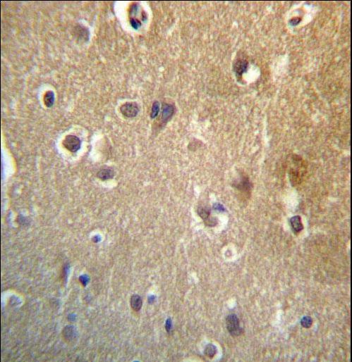 HDAC3 Antibody immunohistochemistry of formalin-fixed and paraffin-embedded human brain tissue followed by peroxidase-conjugated secondary antibody and DAB staining.