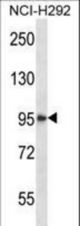 HDAC4 Antibody western blot of NCI-H292 cell line lysates (35 ug/lane). The HDAC4 antibody detected the HDAC4 protein (arrow).
