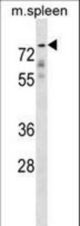 GPC2 Antibody western blot of mouse spleen tissue lysates (35 ug/lane). The GPC2 antibody detected the GPC2 protein (arrow).