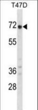 GPC2 Antibody western blot of T47D cell line lysates (35 ug/lane). The GPC2 antibody detected the GPC2 protein (arrow).