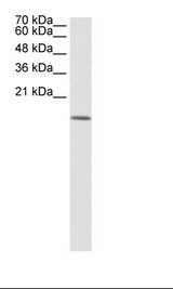 293T Cell Lysate