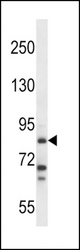 HDC Antibody western blot of NCI-H292 cell line lysates (35 ug/lane). The HDC antibody detected the HDC protein (arrow).