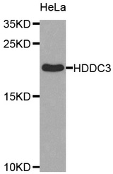 Western blot analysis of extracts of HeLa cell line, using HDDC3 antibody.