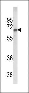 Western blot of GPC4 Antibody in 293 cell line lysates (35 ug/lane). GPC4 (arrow) was detected using the purified antibody.