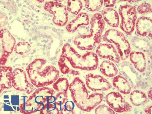 Anti-HDGFRP2 antibody IHC staining of human kidney. Immunohistochemistry of formalin-fixed, paraffin-embedded tissue after heat-induced antigen retrieval. Antibody LS-B9545 concentration 5 ug/ml.