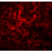 Immunofluorescence of HDGFRP2 in rat liver tissue with HDGFRP2 antibody at 20 µg/mL.