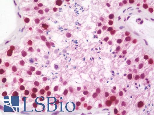 Anti-HDGFRP2 antibody IHC staining of human testis. Immunohistochemistry of formalin-fixed, paraffin-embedded tissue after heat-induced antigen retrieval. Antibody LS-B10977 dilution 1:100.