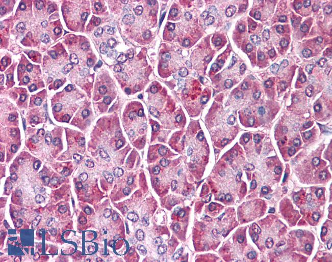 Anti-GPC4 / Glypican 4 antibody LS-A8927 IHC of human pancreas. Immunohistochemistry of formalin-fixed, paraffin-embedded tissue after heat-induced antigen retrieval.