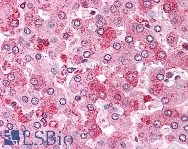 Anti-GPC4 / Glypican 4 antibody LS-A8927 IHC of human liver. Immunohistochemistry of formalin-fixed, paraffin-embedded tissue after heat-induced antigen retrieval.