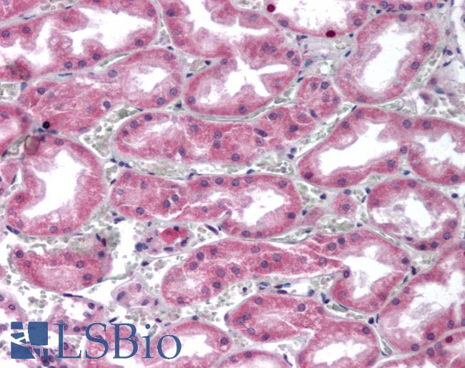 Anti-GPC4 / Glypican 4 antibody LS-A9792 IHC of human kidney. Immunohistochemistry of formalin-fixed, paraffin-embedded tissue after heat-induced antigen retrieval.