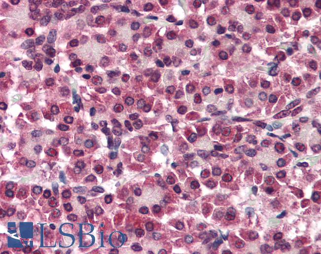 Anti-GPC4 / Glypican 4 antibody LS-A9792 IHC of human pancreas. Immunohistochemistry of formalin-fixed, paraffin-embedded tissue after heat-induced antigen retrieval.