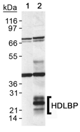 Detection of HDLBP in CHO transfected cell lysate. Lane 1: empty vector. Lane 2: HDLBP transfected cell lysate.