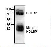 Western blot of HDLBP / Vigilin antibody LS-C146992.