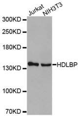 Western blot analysis of extracts of various cell lines, using HDLBP antibody.