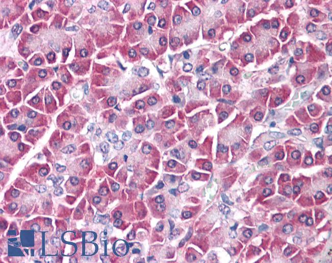 Anti-GPC4 / Glypican 4 antibody LS-A8931 IHC of human pancreas. Immunohistochemistry of formalin-fixed, paraffin-embedded tissue after heat-induced antigen retrieval.