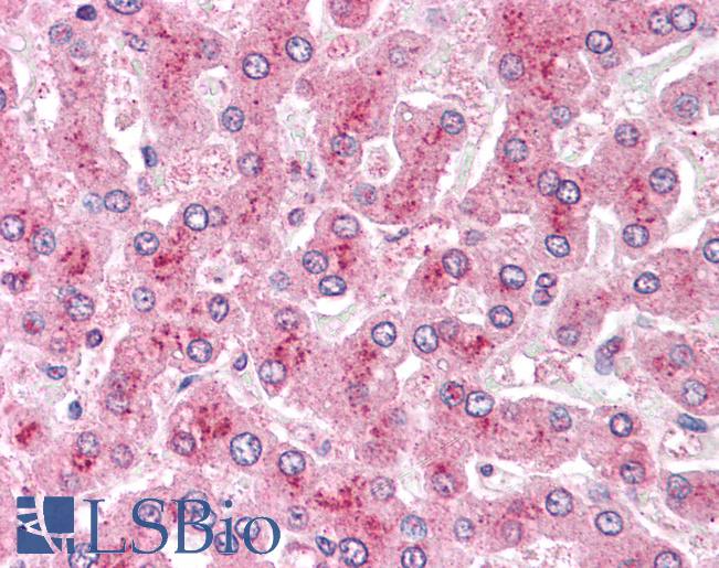 Anti-GPC4 / Glypican 4 antibody LS-A8931 IHC of human liver. Immunohistochemistry of formalin-fixed, paraffin-embedded tissue after heat-induced antigen retrieval.