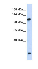 HEATR4 antibody LS-C102697 Western blot of 293T cell lysate.