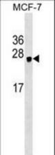 HEBP1 Antibody western blot of MCF-7 cell line lysates (35 ug/lane). The HEBP1 antibody detected the HEBP1 protein (arrow).