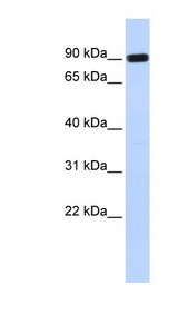 HECTD2 antibody LS-C110791 Western blot of MCF7 cell lysate.