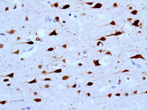 IHC of paraffin-embedded human brain tissue using anti-Glypican-5 antibody.