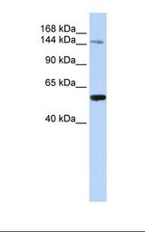 Fetal liver lysate. Antibody concentration: 1.0 ug/ml. Gel concentration: 6-18%.