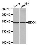 Western blot analysis of extracts of various cell lines, using EDC4 antibody.