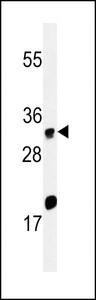 Western blot of ELOVL5 Antibody in HeLa cell line lysates (35 ug/lane). ELOVL5 (arrow) was detected using the purified antibody.