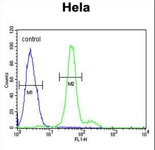 ELOVL5 Antibody flow cytometry of HeLa cells (right histogram) compared to a negative control cell (left histogram). FITC-conjugated goat-anti-rabbit secondary antibodies were used for the analysis.