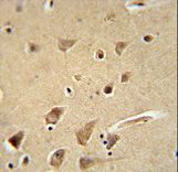 GPC5 Antibody immunohistochemistry of formalin-fixed and paraffin-embedded human brain tissue followed by peroxidase-conjugated secondary antibody and DAB staining.