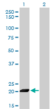 Western Blot analysis of ISG20 expression in transfected 293T cell line by ISG20 monoclonal antibody (M01), clone 1B2-3C9.Lane 1: ISG20 transfected lysate(20.4 KDa).Lane 2: Non-transfected lysate.