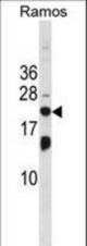 ISG20 Antibody western blot of Ramos cell line lysates (35 ug/lane). The ISG20 antibody detected the ISG20 protein (arrow).